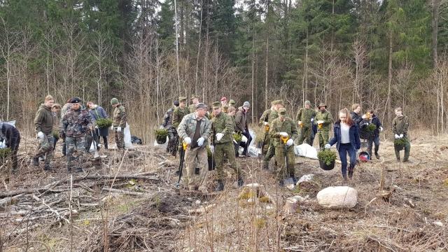 Miškininkai: lietuviai mišką myli ir sodina jį savo rankomis